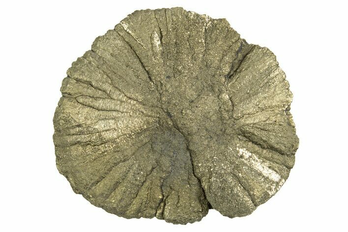 Radiant Pyrite Sun - Sparta, Illinois #342572